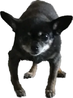 💀 emoji Кошке и собеки Telegram sticker 6 of 42