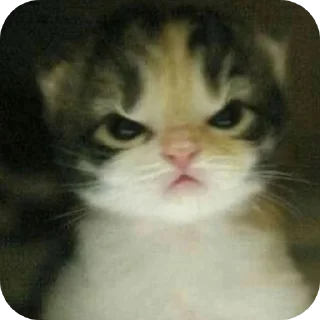 😡 emoji Oie Telegram sticker 24 of 81
