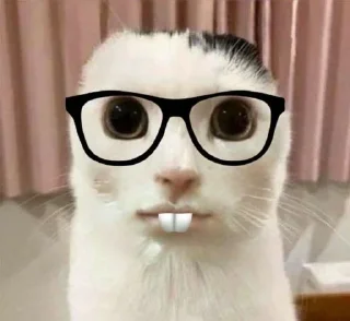 😺 emoji МемныеКоты Telegram sticker 22 of 89