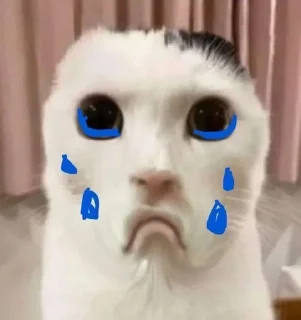 😺 emoji МемныеКоты Telegram sticker 10 of 89