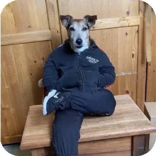 👍 emoji мопсiх Telegram sticker 19 of 85