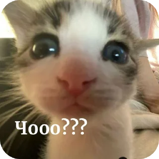 🐱 emoji me core Telegram sticker 6 of 20