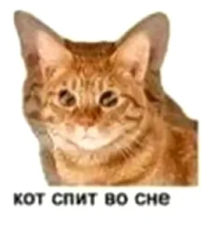 😵‍💫 emoji cat Telegram sticker 24 of 42