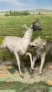 🦌 emoji Музей чучел Telegram sticker 22 of 36