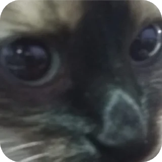 👀 emoji Пушка💗-🔫 Telegram sticker 8 of 34