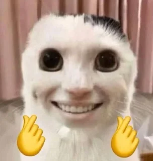 🤞 emoji Много кошее Telegram sticker 17 of 21