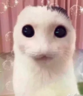 ❤️ emoji Много кошее Telegram sticker 4 of 21