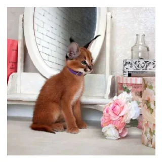 😄 emoji Шлепа Telegram sticker 12 of 22