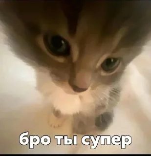 🌟 emoji Лютые надписи что бы все ахуел Telegram sticker 24 of 33