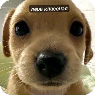 🐶 emoji puppy Telegram sticker 7 of 39