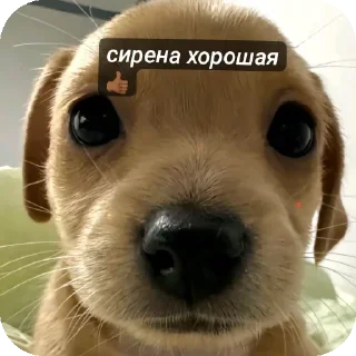 🐶 emoji puppy Telegram sticker 11 of 39