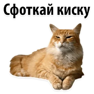 Sticker from Будет секс @stikery_porno