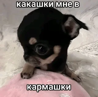 Sticker from бигль