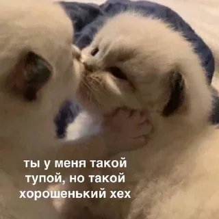 Sticker from Кошачий муд