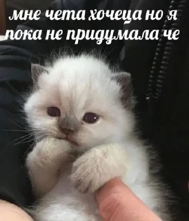 Sticker from Кошачий муд