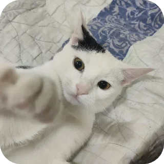 🐱 emoji Рома Telegram sticker 11 of 36