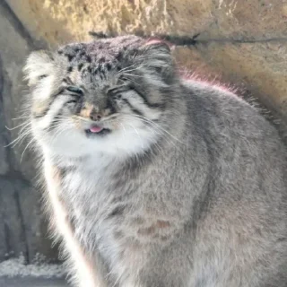 😜 emoji Бол ворлд доминейшн Telegram sticker 5 of 21