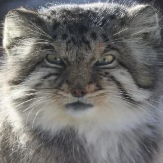 🤬 emoji Бол ворлд доминейшн Telegram sticker 14 of 21