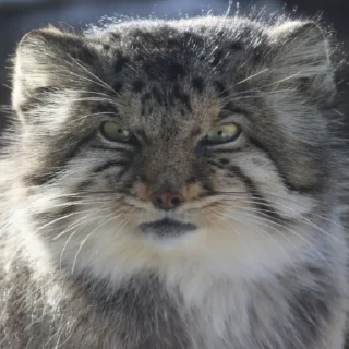 😡 emoji Бол ворлд доминейшн Telegram sticker 18 of 21
