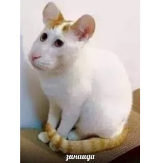 🐈 emoji черный инсульт Telegram sticker 24 of 63