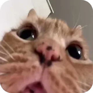 🐱 emoji джізес Telegram sticker 14 of 30