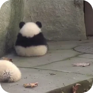 🐼 emoji джізес Telegram sticker 19 of 30
