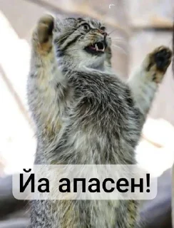 Sticker from Манулы от Хельга