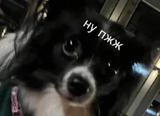 🥹 emoji под лирикой Telegram sticker 10 of 39