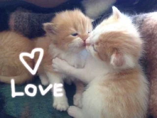 🤍 emoji Я устала блять Telegram sticker 7 of 23