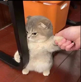 😡 emoji Я устала блять Telegram sticker 13 of 23