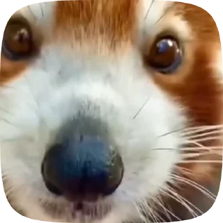 Sticker from Red Panda