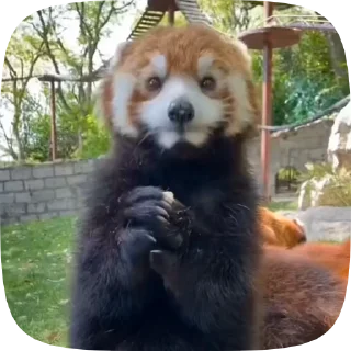 😀 emoji Red Panda Telegram sticker 7 of 15