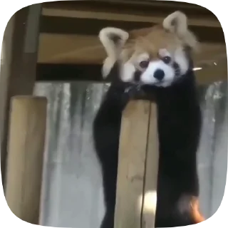😞 emoji Red Panda Telegram sticker 11 of 15