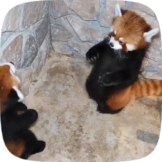 😡 emoji Red Panda Telegram sticker 6 of 15