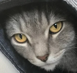 👽 emoji Чурка Telegram sticker 21 of 27