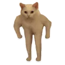 🐱 emoji @TVstickers Kitten Telegram sticker 17 of 120