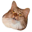 🐱 emoji @TVstickers Kitten Telegram sticker 23 of 120