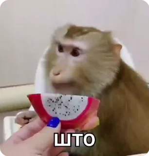 🌟 emoji Манки Telegram sticker 11 of 16