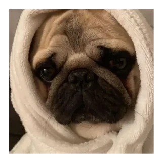 😞 emoji Мопс @stickersforyourlife Telegram sticker 3 of 19