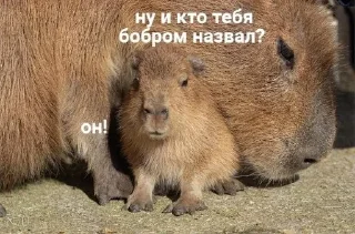 😧 emoji Капибары 2 @QaXalOp @Unigwers Telegram sticker 5 of 26