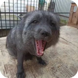 🦊 emoji Лисы @foxgreyfr Telegram sticker 7 of 17