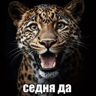 🌟 emoji Дикие кошки | marty Telegram sticker 13 of 20