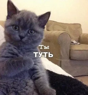 🌟 emoji Дичь. Начало Telegram sticker 23 of 83