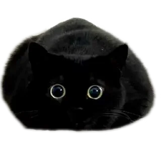 🐱 emoji Bad stickers @thebashforkbomb Telegram sticker 17 of 116
