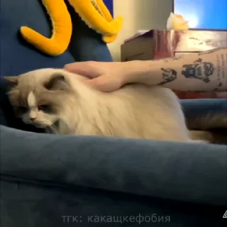 🌟 emoji чятиксы @kakachke_yt Telegram sticker 16 of 50