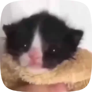 😸 emoji Анимемы (@ZAZiOs) Telegram sticker 11 of 46