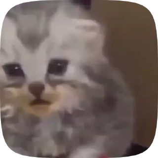 😿 emoji Анимемы (@ZAZiOs) Telegram sticker 5 of 46