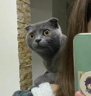 🤨 emoji Икс чара Telegram sticker 14 of 22