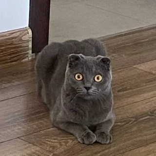 🐈 emoji Икс чара Telegram sticker 6 of 22