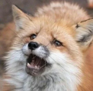 🌟 emoji The Fox @AttackOfTendern3ss Telegram sticker 8 of 108